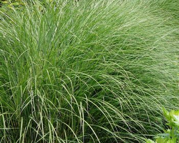 Miscanthus sinensis 'Gracillimus'