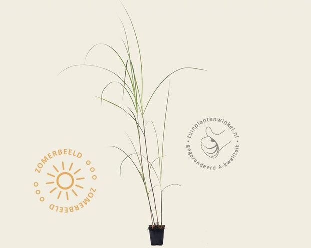 Miscanthus sinensis 'Gracillimus'