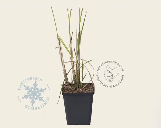 Miscanthus sinensis 'Gracillimus'