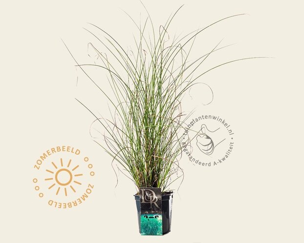 Miscanthus sinensis 'Gracillimus'