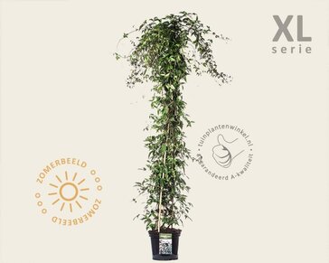 Clematis montana 'Rubens' - XL