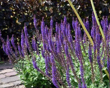 Salvia nemorosa 'Ostfriesland'