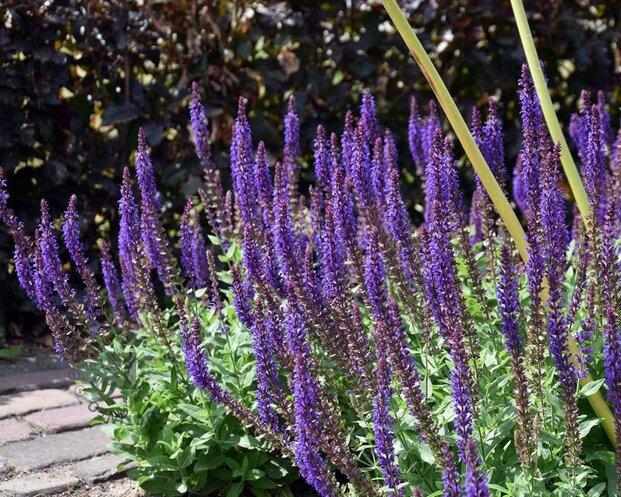 Salvia nemorosa 'Ostfriesland'