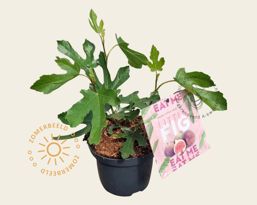 Ficus carica 'Little Miss Figgy'