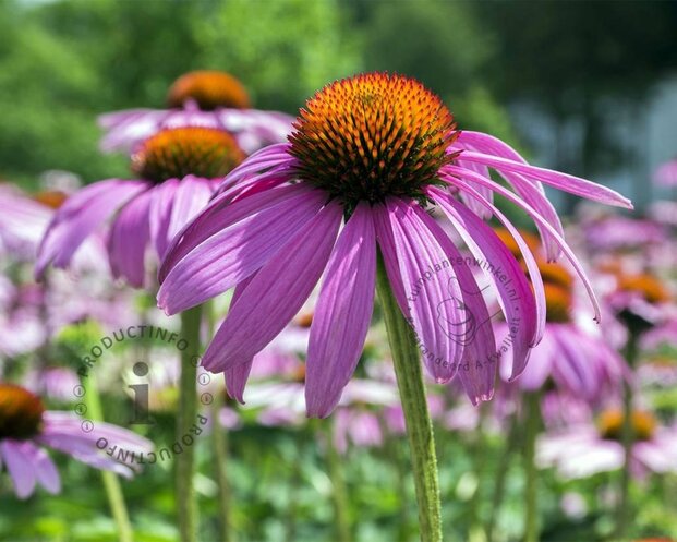 Echinacea purpurea