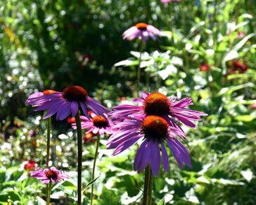 Echinacea purpurea