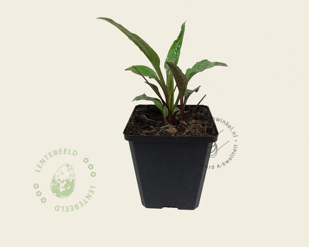 Echinacea purpurea