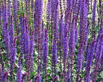 Salvia nemorosa 'Caradonna'