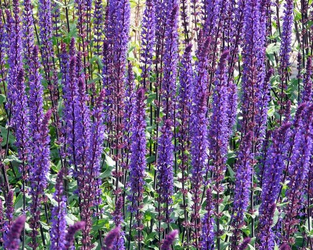 Salvia nemorosa 'Caradonna'