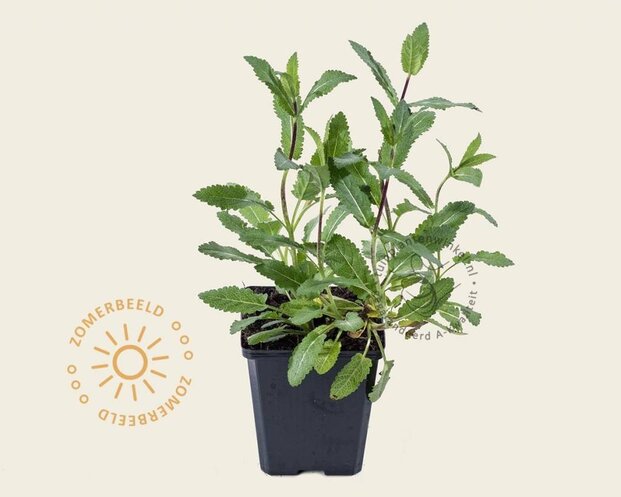 Salvia nemorosa 'Caradonna'