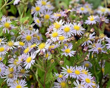 Aster ageratoides 'Asran'