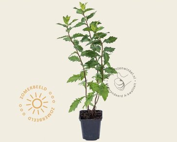 Aster ageratoides 'Asran'