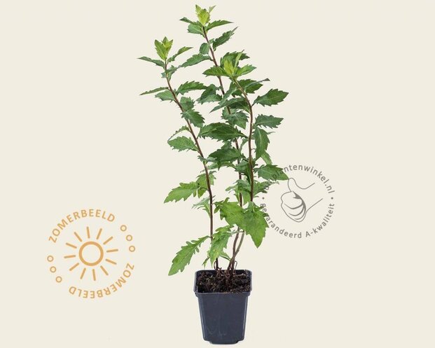 Aster ageratoides 'Asran'