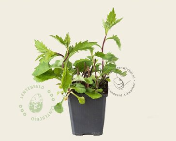 Aster ageratoides 'Asran'