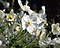 Anemone hybrida 'Honorine Jobert' Foto 1