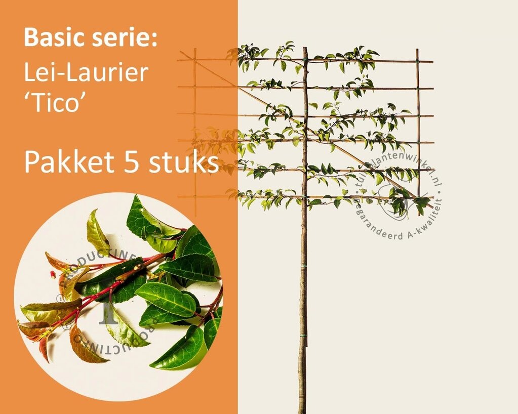 Lei-Laurier lusitanica 'Tico' - Pakket 5 stuks + EXTRA'S