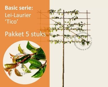 Lei-Laurier lusitanica 'Tico' - Pakket 5 stuks + EXTRA'S