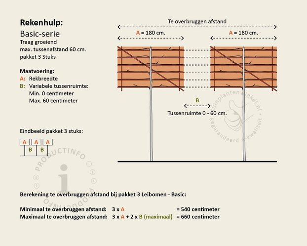 Lei-Laurier lusitanica 'Tico' - Pakket 3 stuks + EXTRA'S