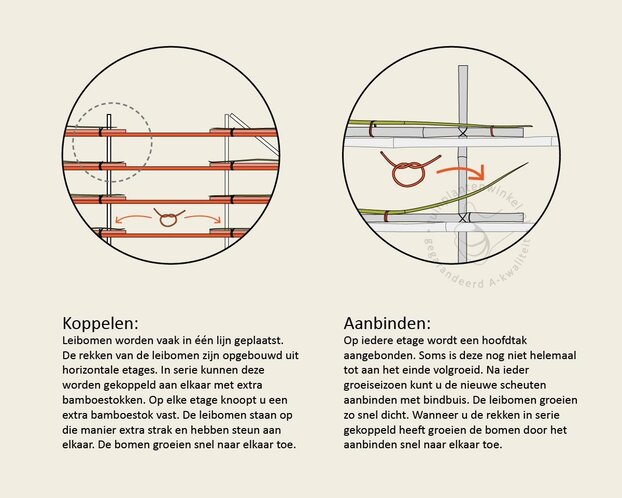 Lei-Laurier lusitanica 'Tico' - Pakket 3 stuks + EXTRA'S