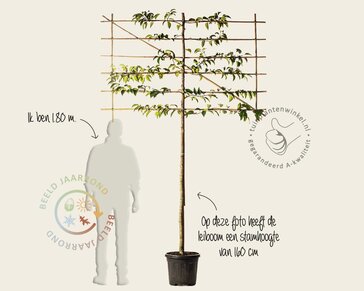 Lei-Laurier lusitanica 'Tico' - Pakket 6 stuks + EXTRA'S