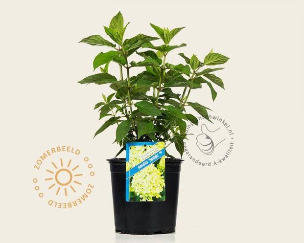 Hydrangea paniculata 'Limelight'