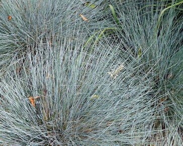 Festuca glauca