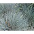 Festuca glauca