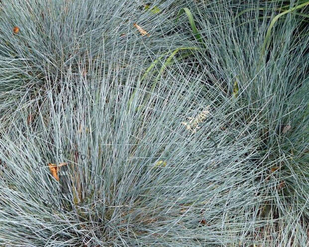 Festuca glauca