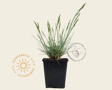 Festuca glauca