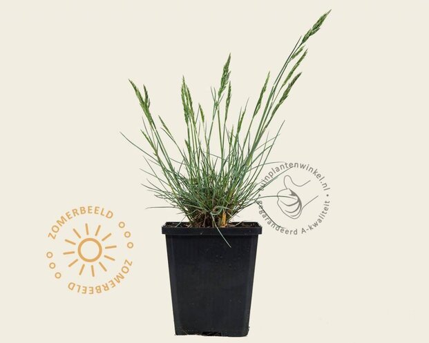 Festuca glauca