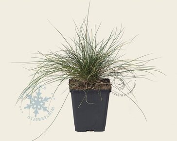Festuca glauca
