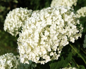 Hydrangea ‘Strong Annabelle’