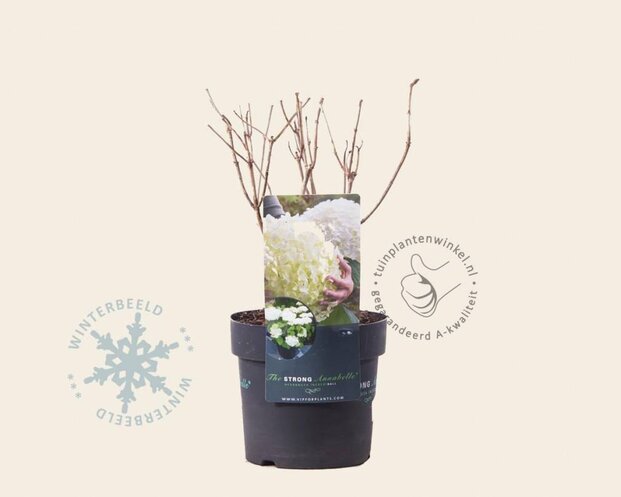 Hydrangea ‘Strong Annabelle’