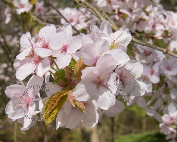 Prunus 'Spire' - meerstammig