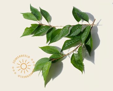 Prunus 'Spire' - meerstammig