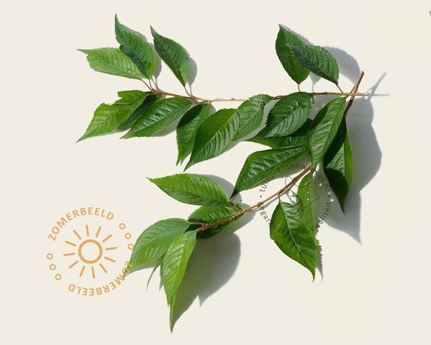 Prunus 'Spire' - meerstammig