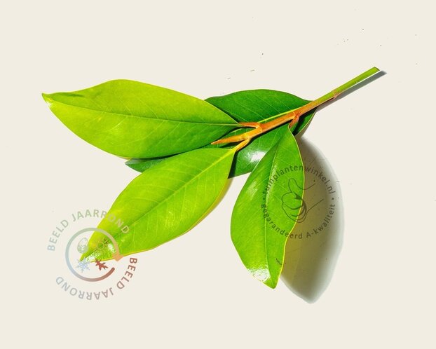 Magnolia grandiflora - XL
