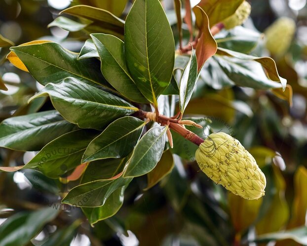 Magnolia grandiflora - XL