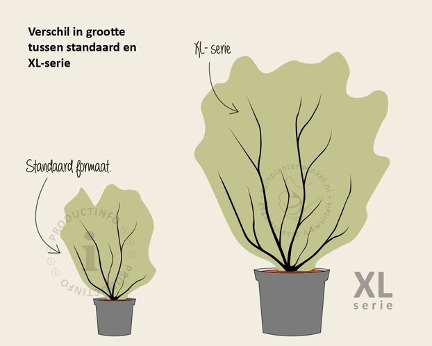 Magnolia grandiflora - XL