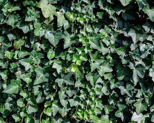 Hedera hibernica 100/125
