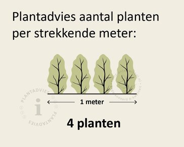 Hedera hibernica 150/175