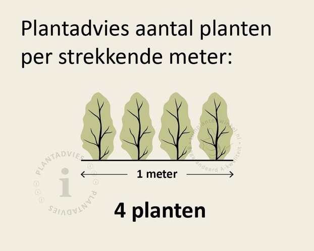 Hedera hibernica 150/175