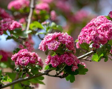 Crataegus laevigata 'Paul's Scarlet' - XL