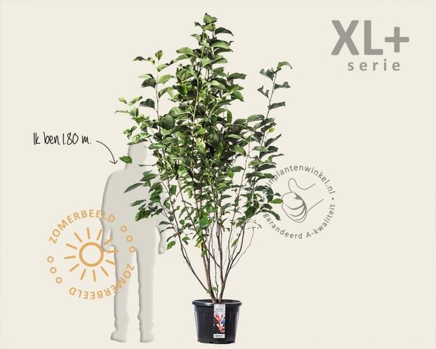 Magnolia 'Heaven Scent' - XL+