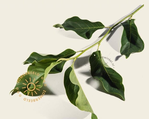 Magnolia 'Heaven Scent' - XL+