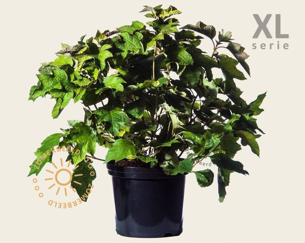 Hydrangea quercifolia 'Snowqueen' - XL