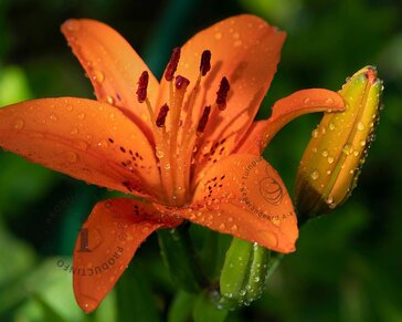 Lilium 'Orange Summer'