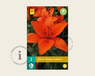 Lilium 'Orange Summer'