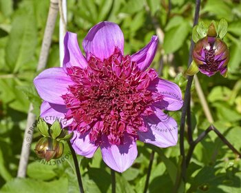 Dahlia 'Blue Bayou'