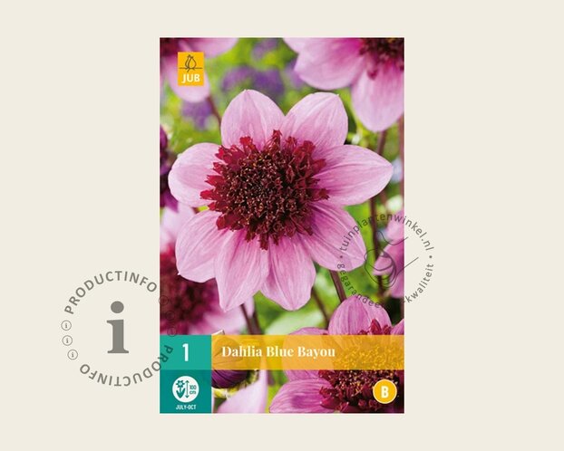 Dahlia 'Blue Bayou'